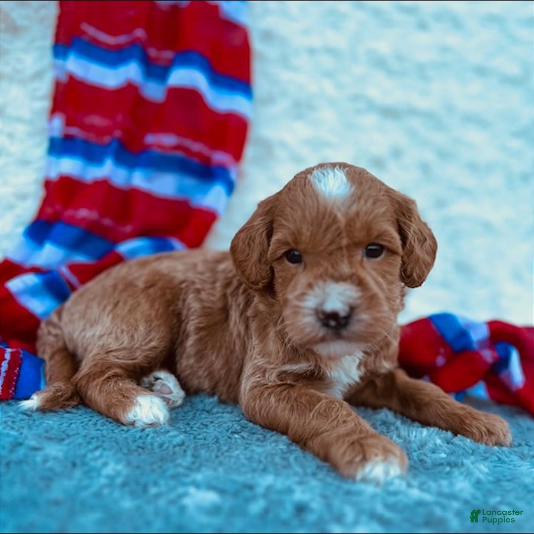 Mini Goldendoodle dogs for sale: Macy Mini F1b - Image 3