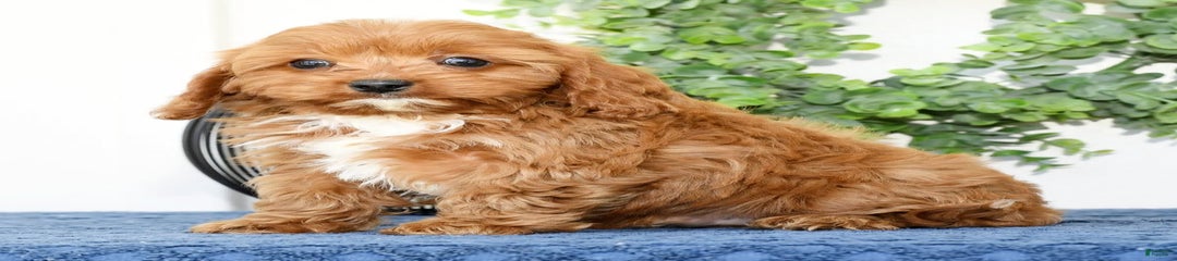 Edgar