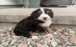 Bernedoodle dogs for sale: Annabelle - Image 6