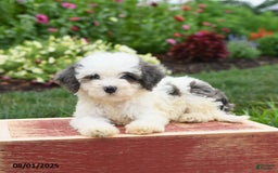 Miniature Poodle dogs for sale: Nutmeg - Image 2