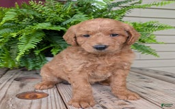 Goldendoodle dogs for sale: Reed - Image 10