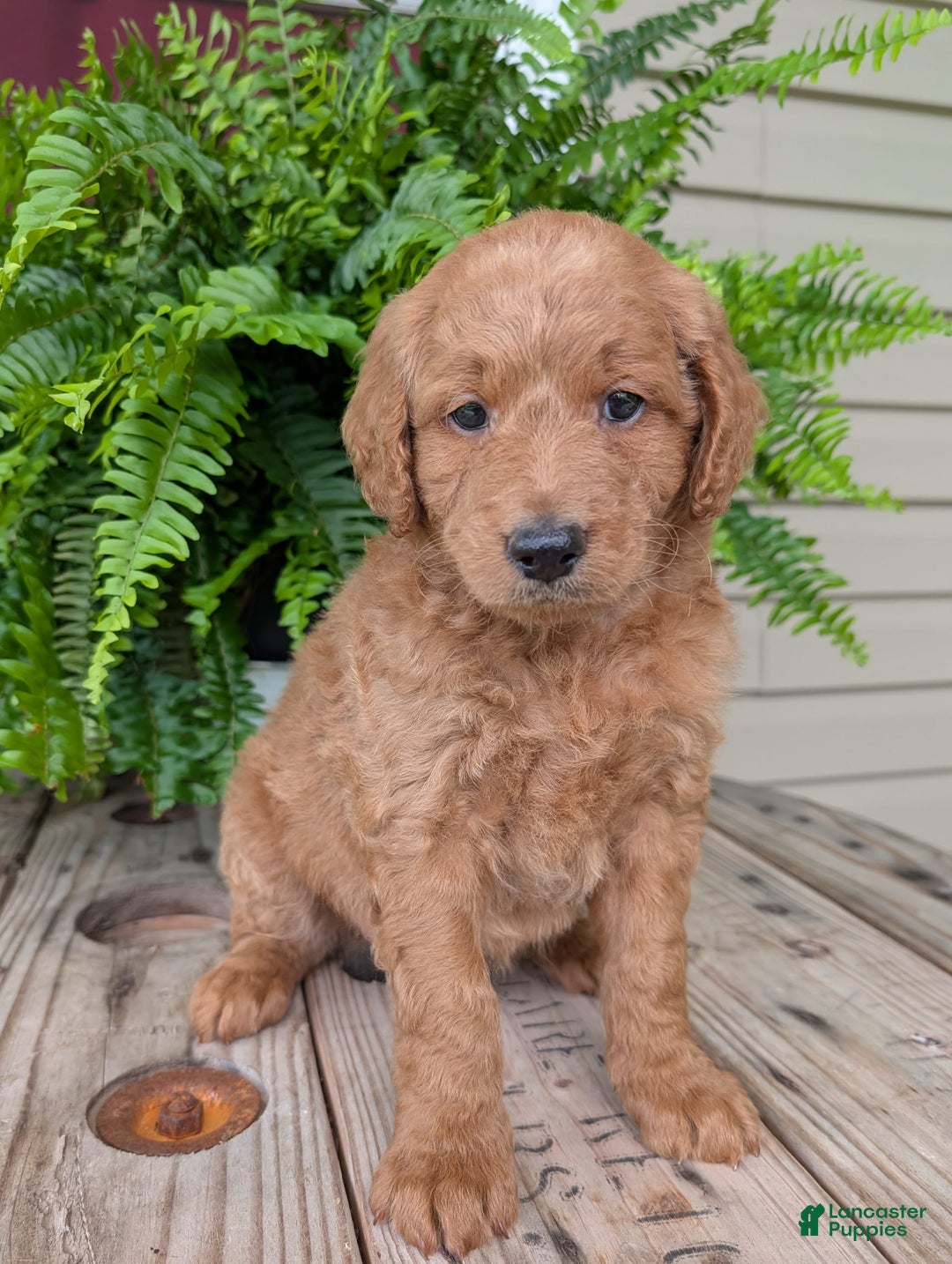 Goldendoodle dogs for sale: Reed - Image 10