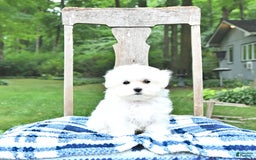 Maltese dogs for sale: Kash - Image 6