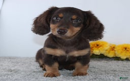 Miniature Dachshund dogs for sale: Uriah - Image 2
