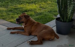Boxer dogs for sale: Stella - Image 3