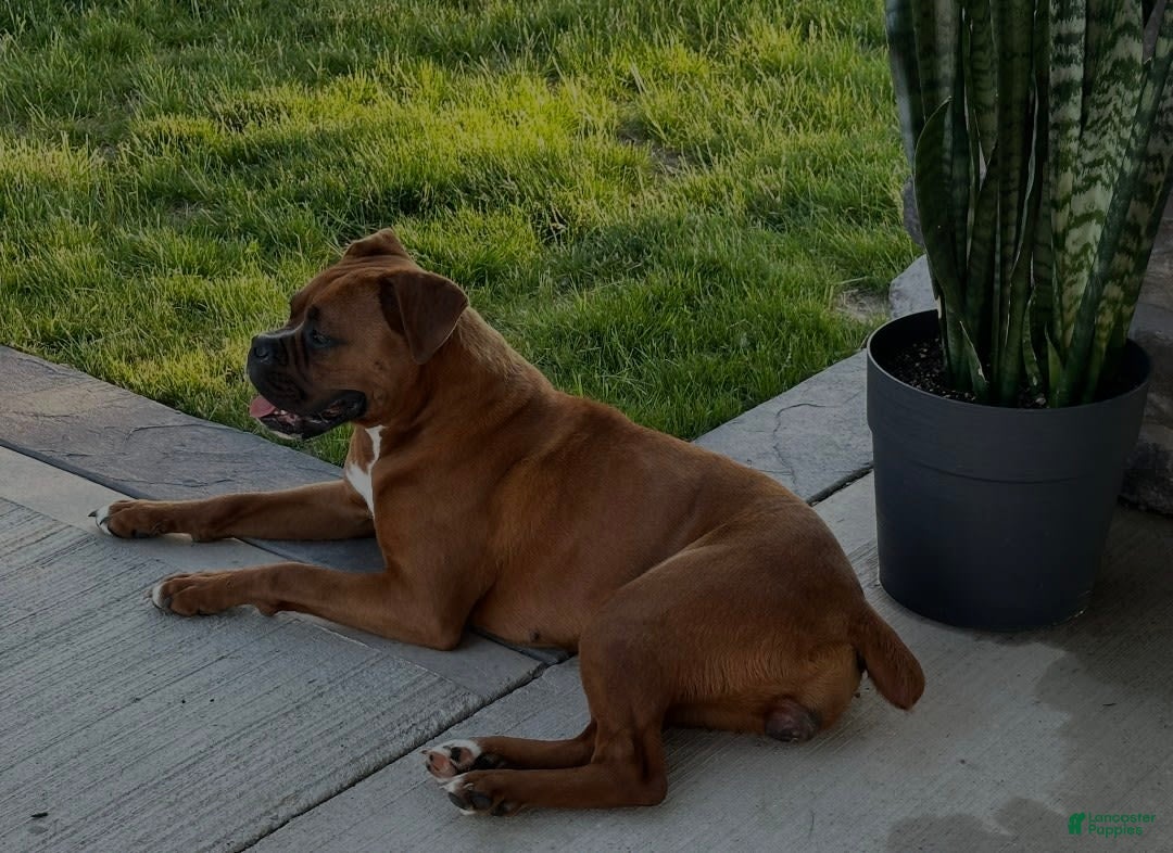 Boxer dogs for sale: Stella - Image 3