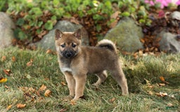 Shiba Inu dogs for sale: Jed - Image 3