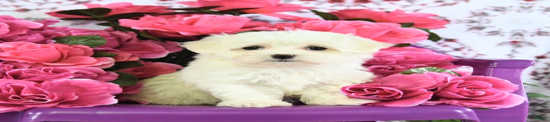 Snowball