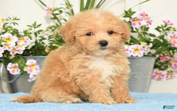 Bichpoo dogs for sale: Stella - Image 2