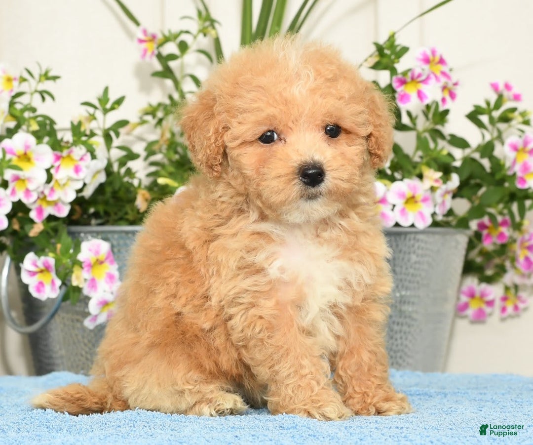Bichpoo dogs for sale: Stella - Image 2