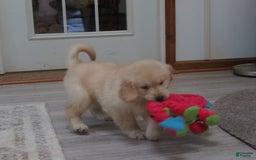 Golden Retriever dogs for sale: Erin - Image 7