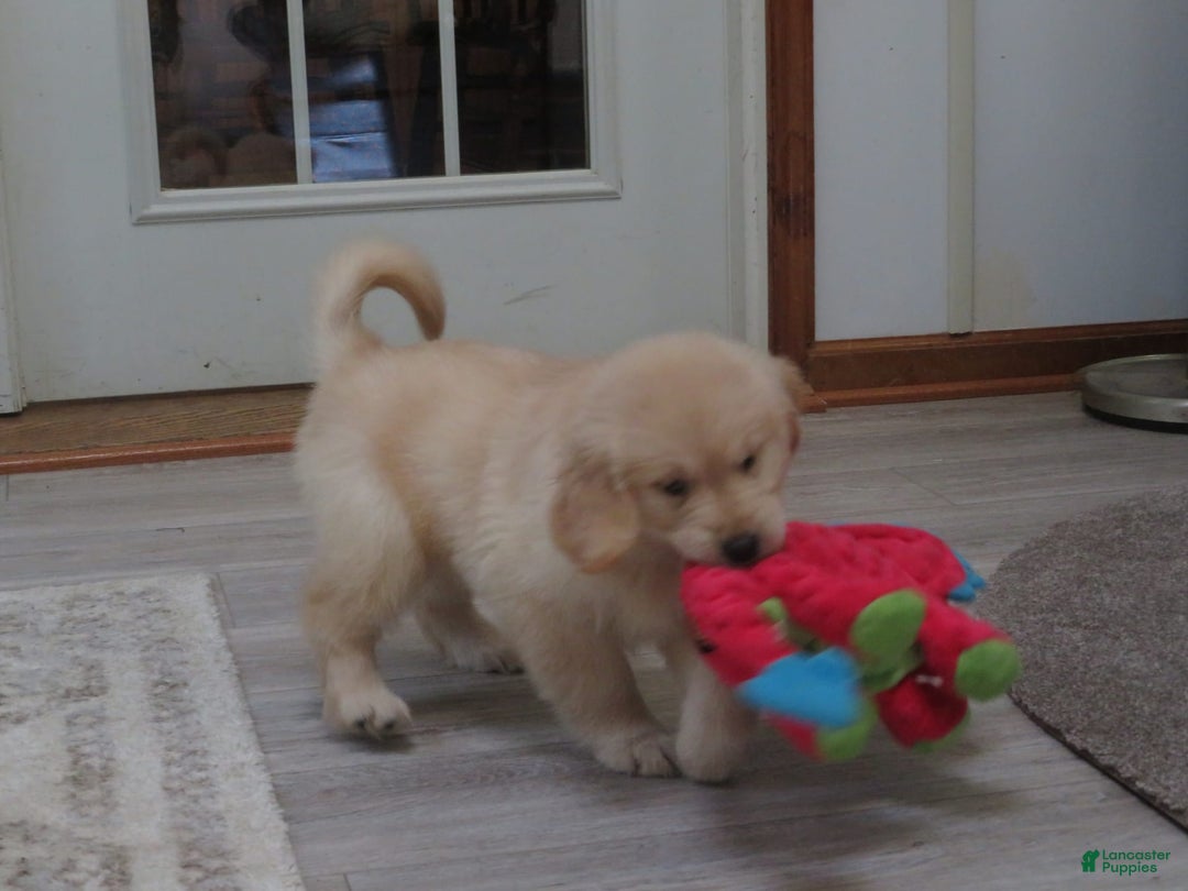 Golden Retriever dogs for sale: Erin - Image 7