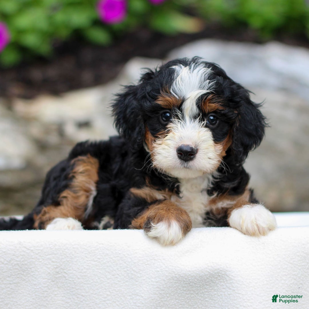 Mini Bernedoodle dogs for sale: Mindy - Image 1