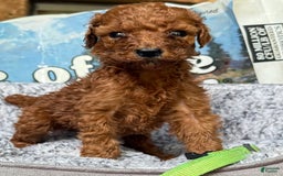 Standard Poodle dogs for sale: Rosie Green Collar Poodle - Image 2