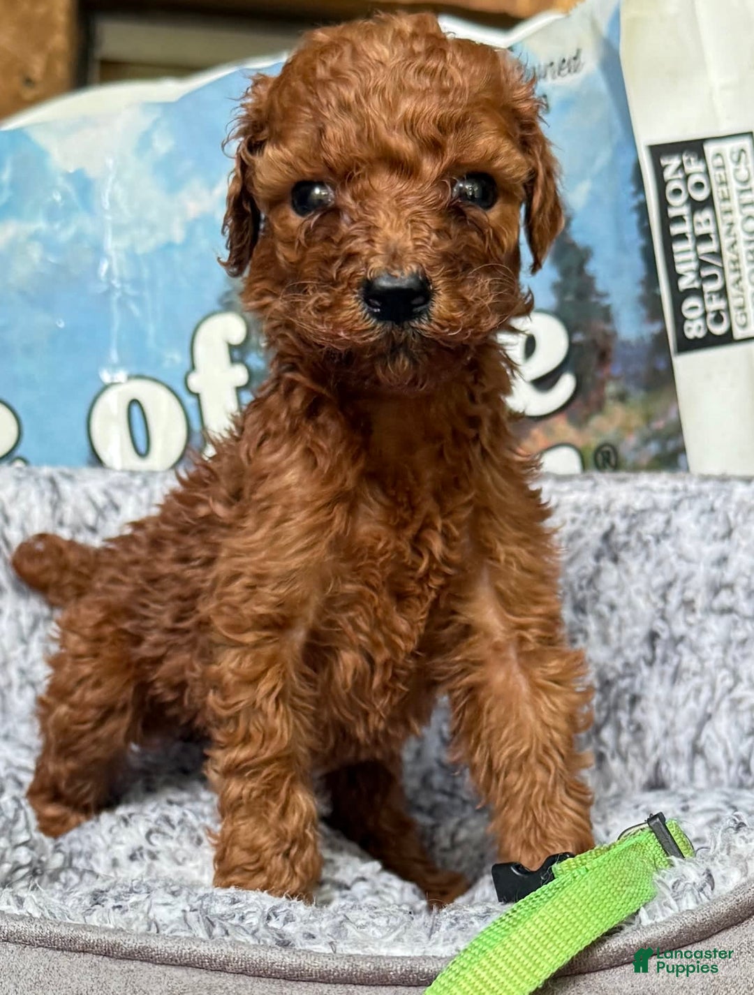 Standard Poodle dogs for sale: Rosie Green Collar Poodle - Image 2