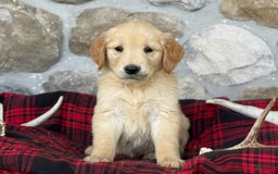 Golden Retriever dogs for sale: Sonya - Image 7