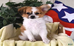 Papillon dogs for sale: Alex - Image 6