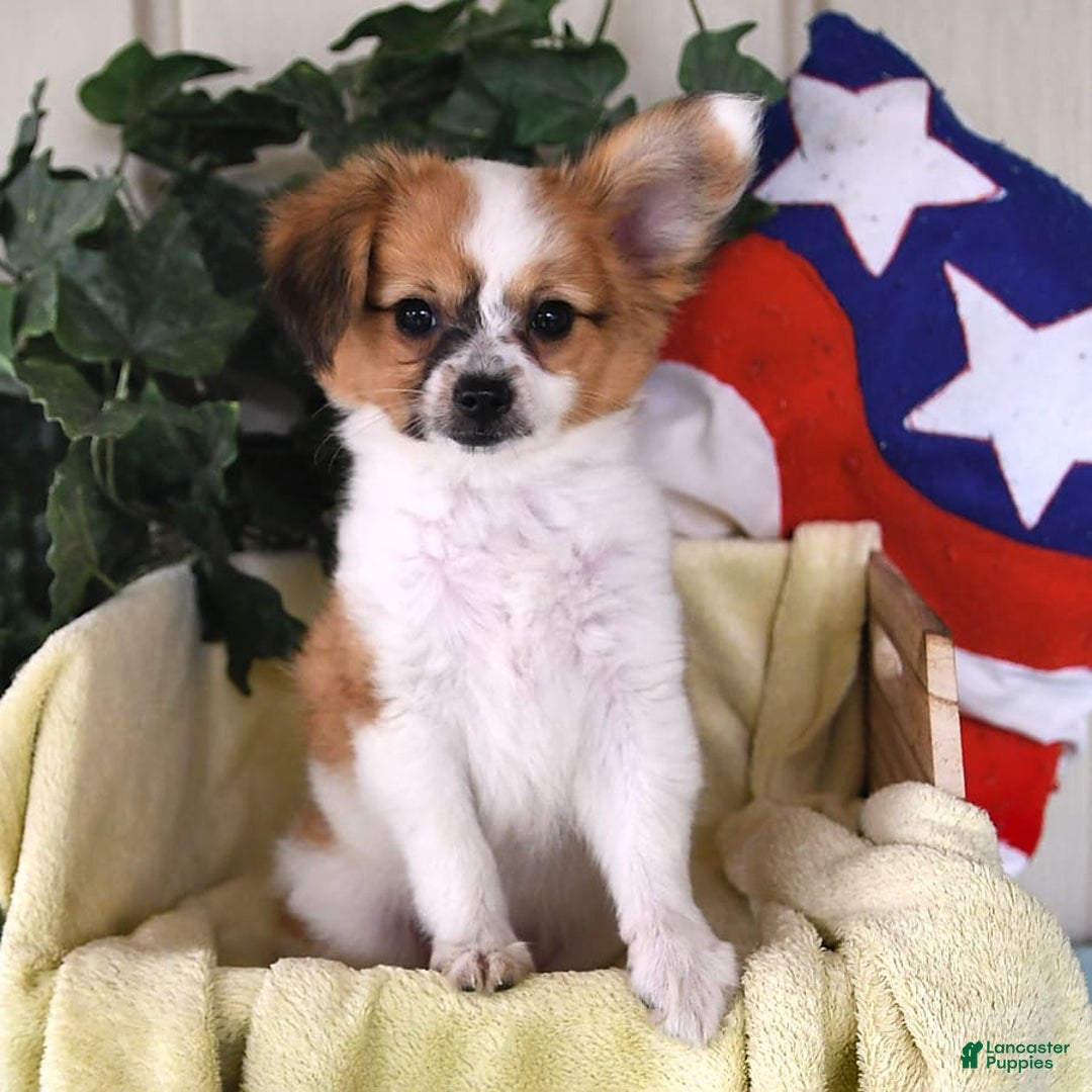 Papillon dogs for sale: Alex - Image 6