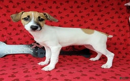 Jack Russell Terrier dogs for sale: Penny Female JRT - Image 11