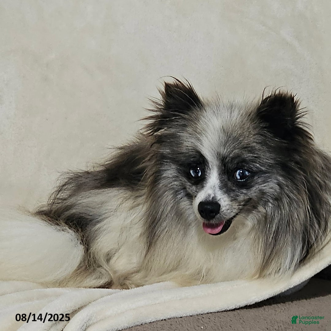 Pomeranian dogs for sale: Janey - Image 3