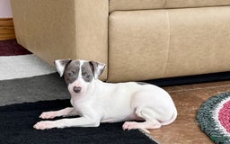 Italian Greyhound dogs for sale: Charity - Image 4
