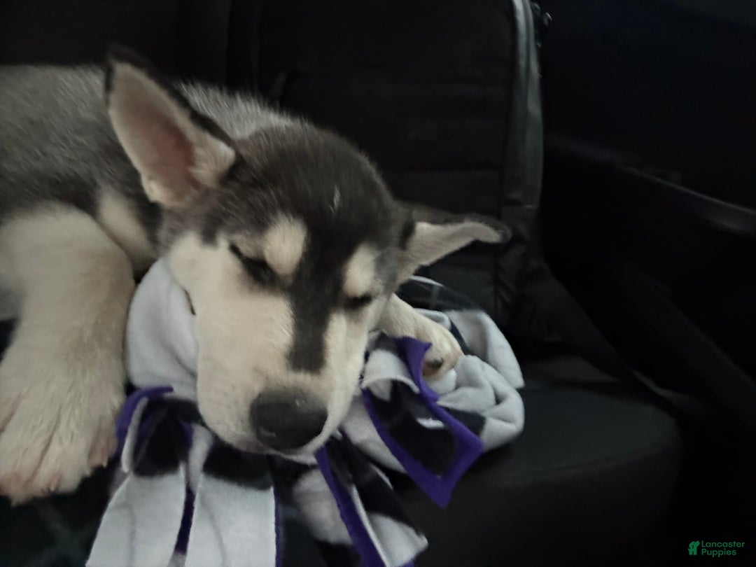 Gerberian Shepsky dogs for sale: Stormy - Image 1