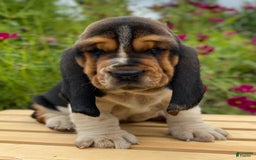Basset Hound dogs for sale: Sadie - Image 23