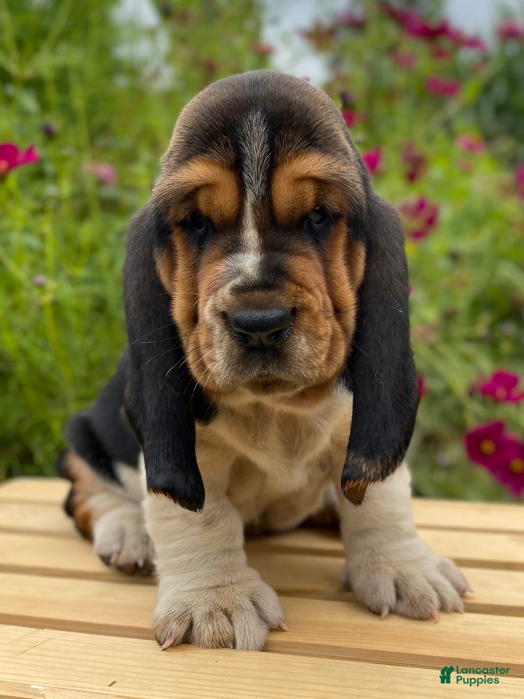 Basset Hound dogs for sale: Sadie - Image 23
