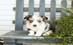 Welsh Corgi Pembroke dogs for sale: Juliet - Image 4
