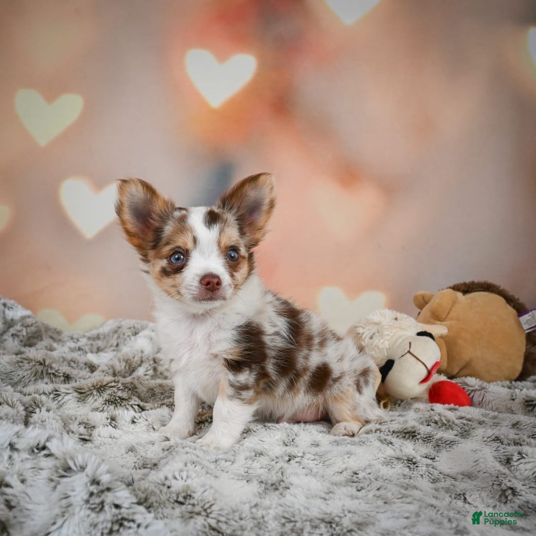 Chihuahua dogs for sale: Romer - Image 4