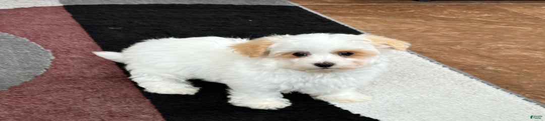 Robbie