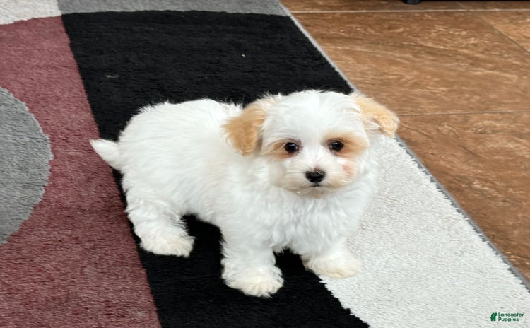 Maltipoo dogs for sale - Ad 3