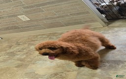Cockapoo dogs for sale: Alice - Image 1