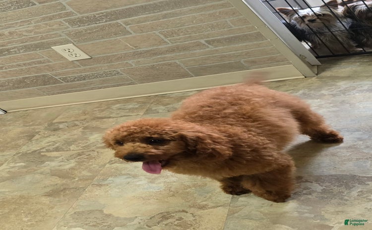 Cockapoo dogs for sale - Ad 1