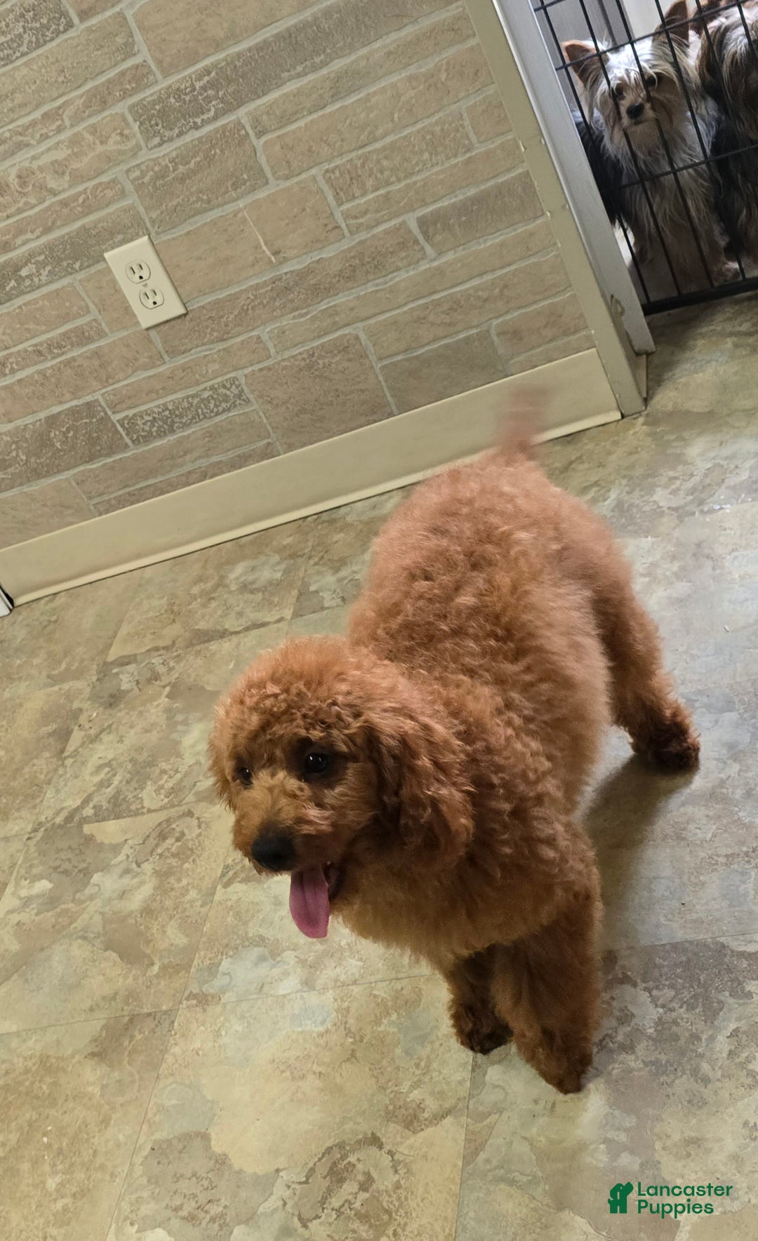 Cockapoo dogs for sale: Alice - Image 1
