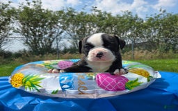 American Bulldog dogs for sale: Matilda - Image 14