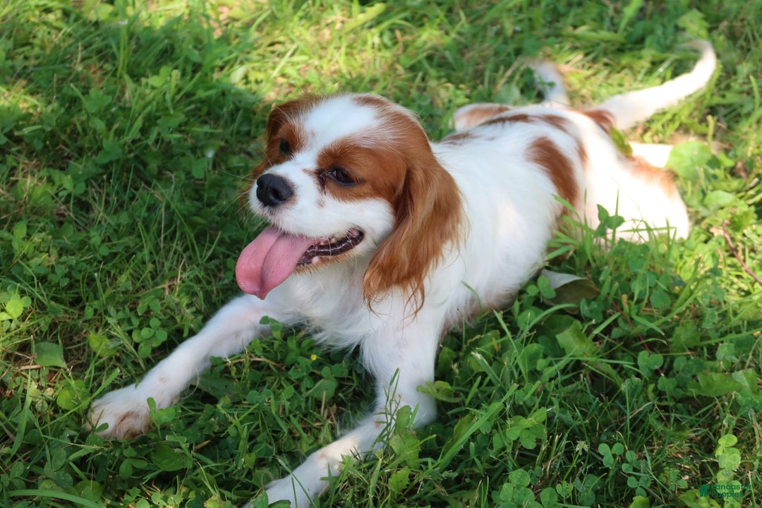 Cavalier King Charles Spaniel dogs for sale: Sage - Image 23