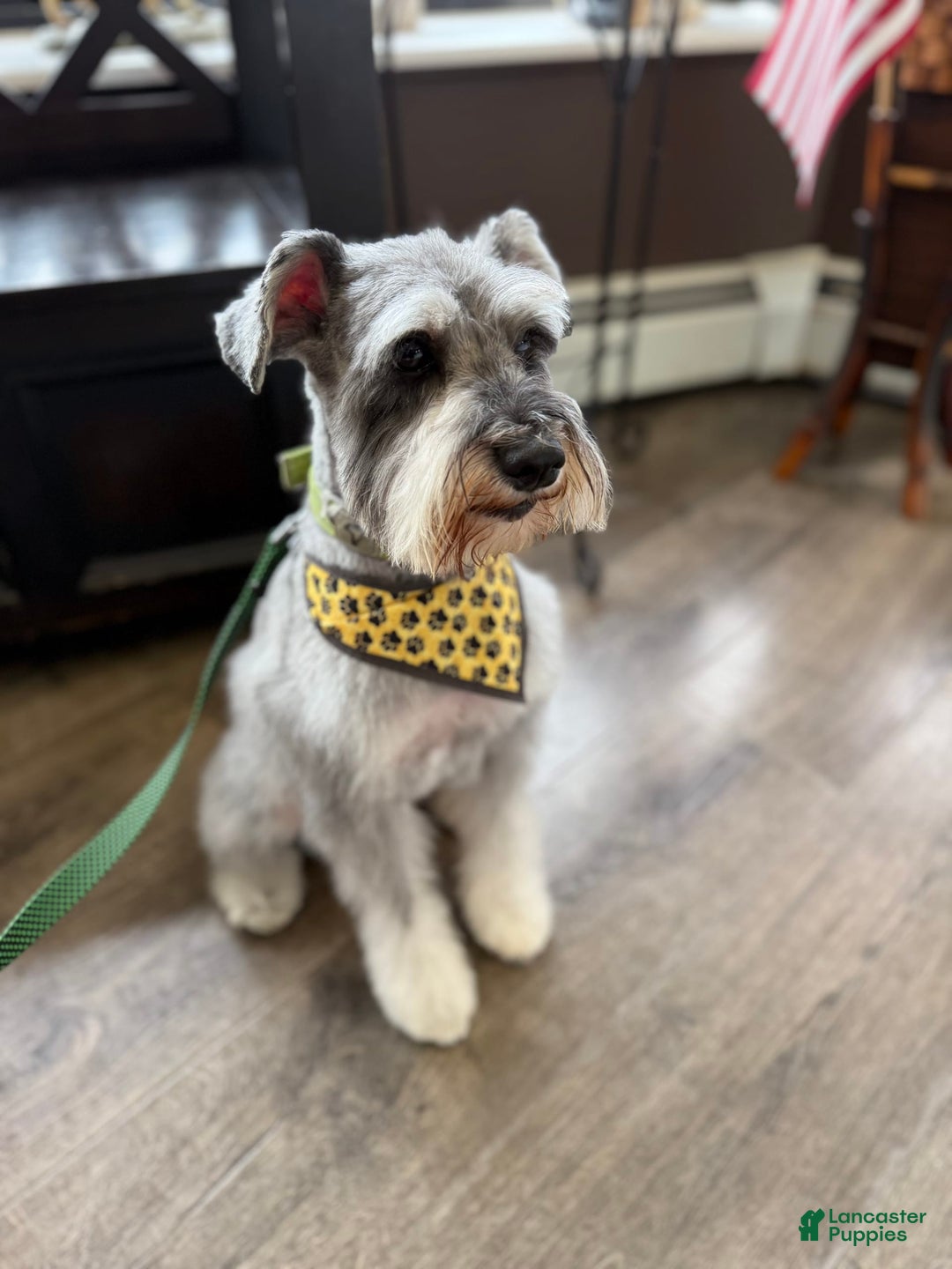 Miniature Schnauzer dogs for sale: Missy - Image 9