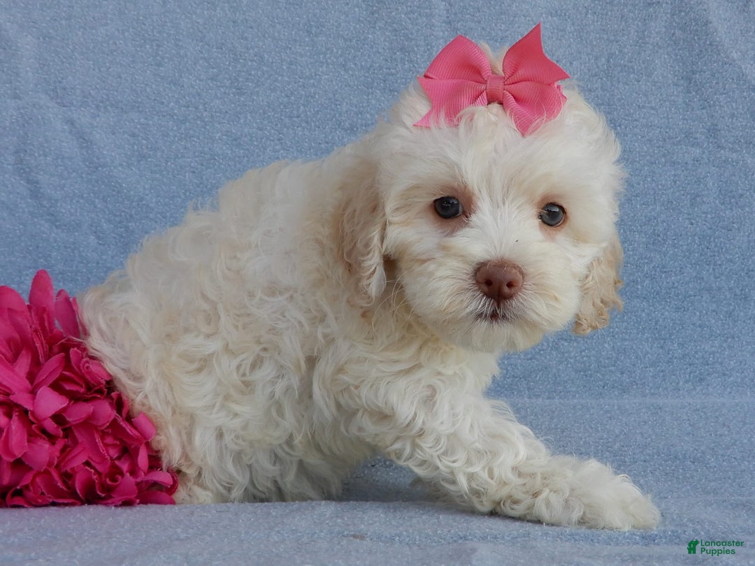 Cockapoo dogs for sale: Juliet - Image 12