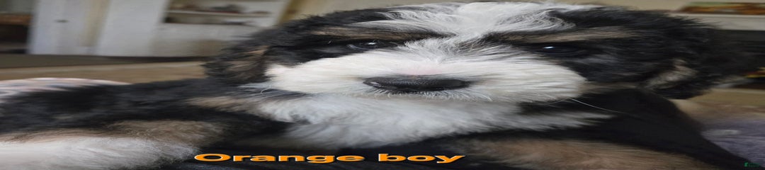 Orange Boy