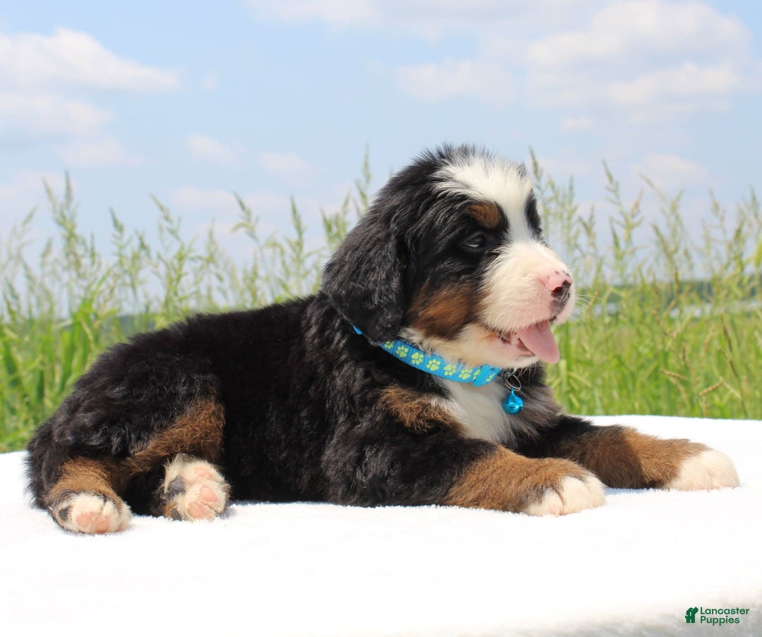 Bernese Mountain Dog dogs for sale: Whiskey - Image 3