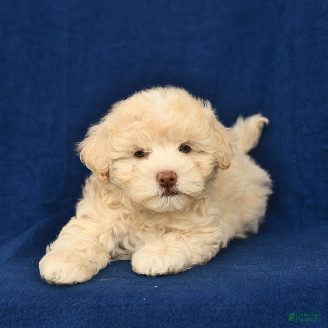 Shihpoo dogs for sale: Jack - Image 2