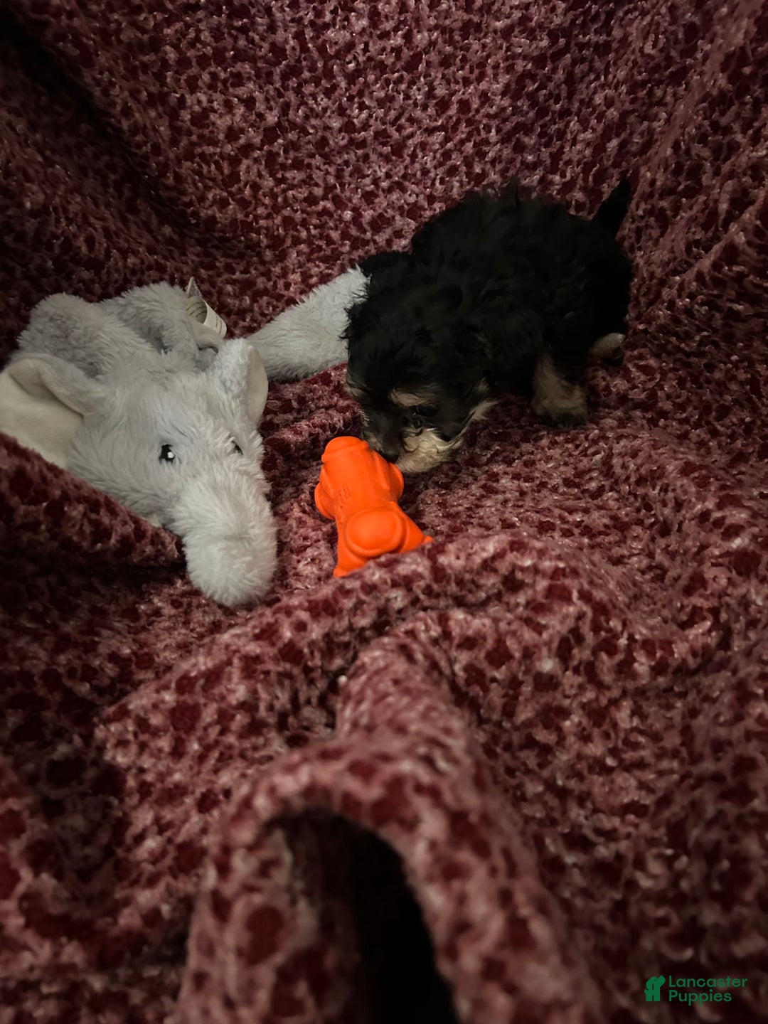 Teddy Bear dogs for sale: Scout - Image 6