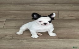 French Bulldog dogs for sale: French Bulldog 4 puppies - Image 4