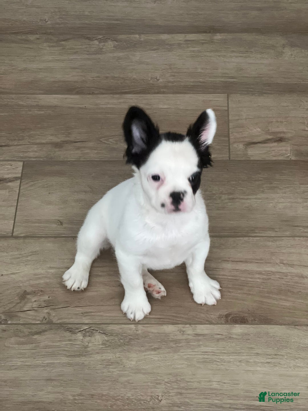 French Bulldog dogs for sale: French Bulldog 4 puppies - Image 4
