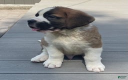 Saint Bernard dogs for sale: Oliver - Image 5