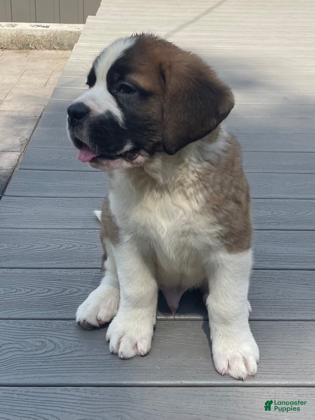 Saint Bernard dogs for sale: Oliver - Image 5