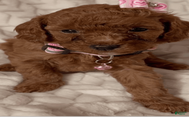 Toy Poodle dogs for sale - Ad 2
