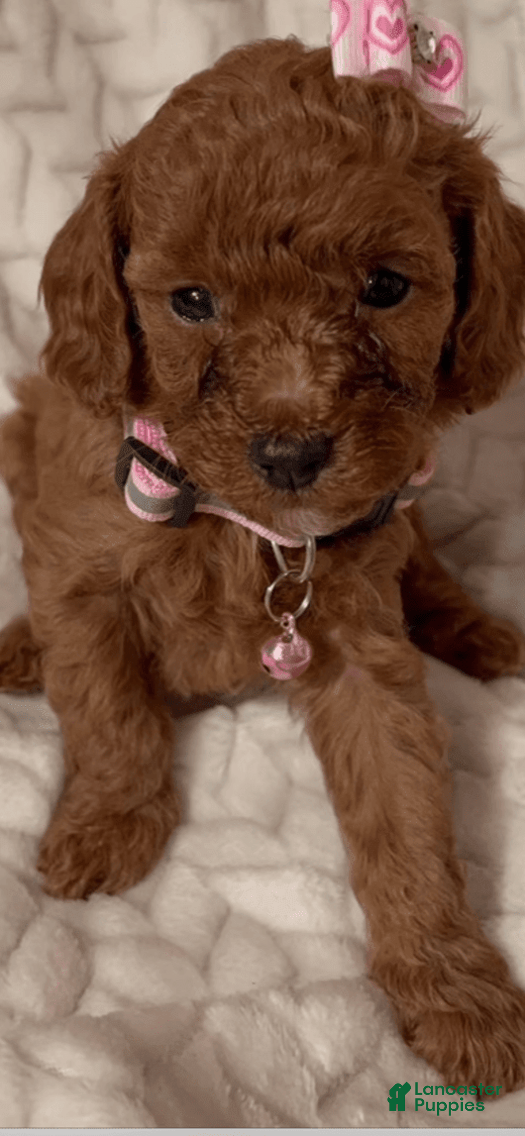 Toy Poodle dogs for sale: Michelle - Image 1