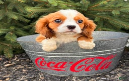 Miniature Bernese Mountain Dog dogs for sale: Annie - Image 9